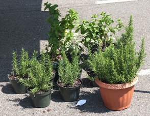 Summit Farmers' Market
