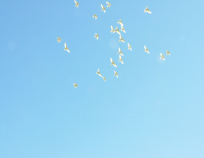 Doves released fly high above the event.