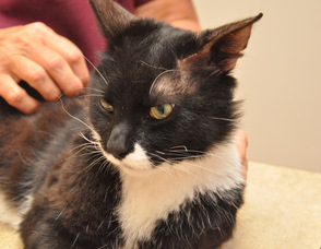 Sparky's whiskers, which had previously been burned, are returning to Sparky's face.