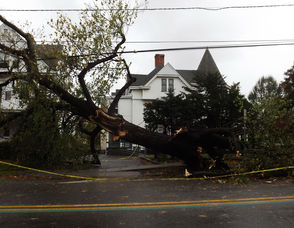 Downed tree on Main Street near Mt. Pleasant Avenue and Town Hall