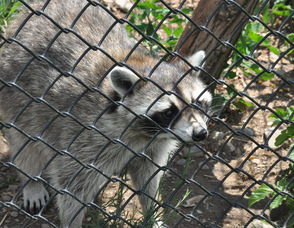 A raccoon inspects visitors.