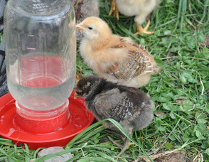 One of the feathered friends who lives on the farm.