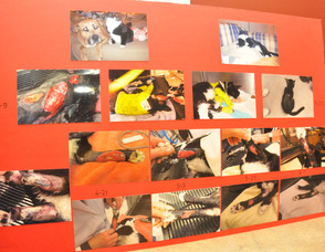 A photo collage chronicles Sparky, previously known as "Pontiac" before his injuries, and following.