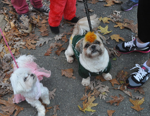 Alice, and Sully, with their owners Marlee Carrasquillo, and Claudia Feimberg.