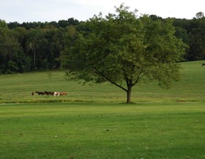 Rolling Hills in Fredon