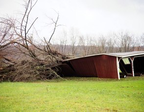A shed after being crushed by a tree.