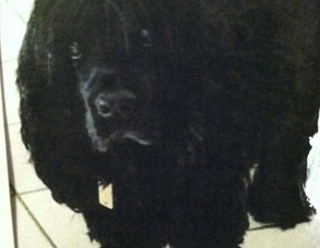 Arlene Michel Rich's dog, Rosie.