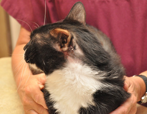 A view of Sparky's ear, with the last of the sutures on his body prior to removal.