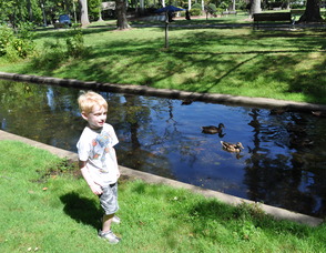 Ducks