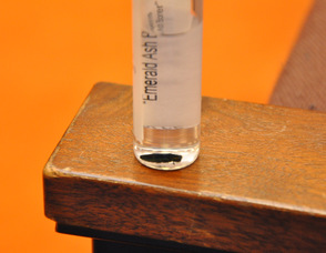 An Emerald Ash Borer, brought in for residents to examine.
