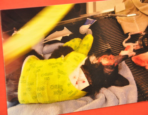A view of one of the photos of Sparky taken on April 5, after being admitted to the Andover Animal Hospital.