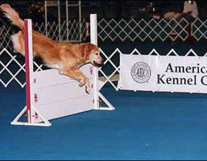 Dog Trials