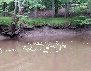 Rubber Ducky Festival