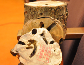 Wood damaged by an Asian Longhorned Beetle.