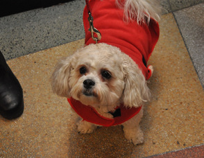 Benji the dog stopped by to admire Diva Designs' window with his owner, Tricia Maletsky, of Newton.