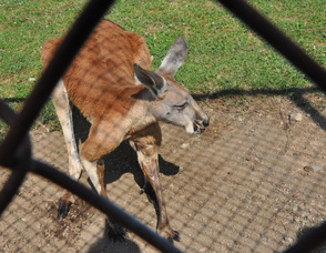 A red kangaroo who lives at the zoo, is an expectant mother.