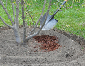 A ceremonial layer of mulch is placed over the roots of the tree.