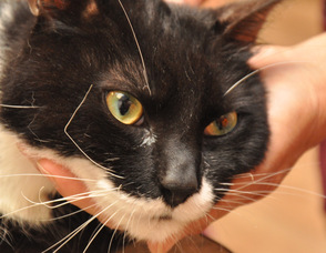 Sparky the cat, who had been severely burned through an act of abuse by an unknown perpetrator.