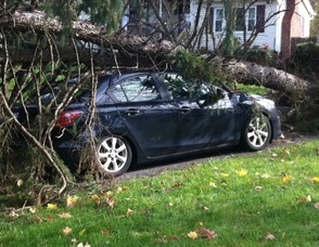 A car crushed by a tree in Ogdensburg, by the post office.