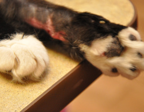 Sparky's paw, which had to nearly been amputated, now healed but still with a scar.