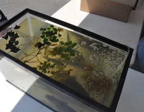 The fish from the fishing contest swim peacefully during the festival.