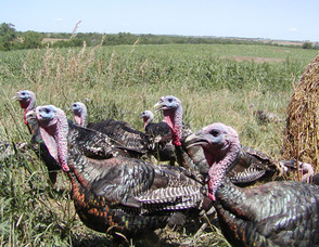 Good Shepherd Turkeys