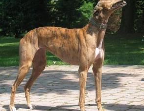 Retired Racing Greyhound