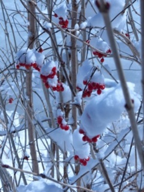 westfield snow