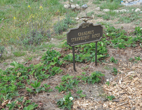 "Grandma's Strawberry Patch" at the farm.