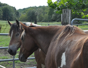 Rodeo and Kai snuggling.