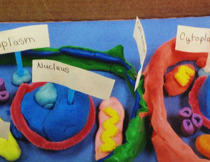 Third Graders Create Animal and Plant Cells from Food