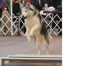 Dog Trials