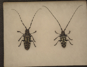 Asian Longhorned Beetles brought to the council meeting to show to the public.