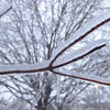 Small_thumb_12515747236e2bd8fbe5_freezing_branch
