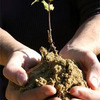 Small_thumb_17f6251bb504442c3753_baby_tree-001