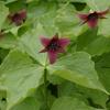 Small_thumb_206c6da3828c7d74519c_trillium