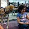 Small_thumb_4e8b3f98630bac701bc4_read_to_a_dog