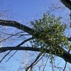 Small_thumb_587f31a26db3531a7b2a_mistletoe_in_tree_ra_howard