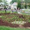 Small_thumb_5c43dc0f23f180716f4d_rain.garden.photo.mike.b.mulch.vince.zecca_5.8.12
