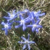 Small_thumb_639ac19f861ebc153cff_flowers_newton