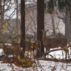 Small_thumb_8691a57178560e653edf_deer