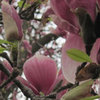 Small_thumb_8dae97bf8959c3fa9e04_magnolia