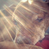 Small_thumb_a0b9d3cd12aa954d5a91_taz_sunshine