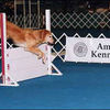 Small_thumb_a14eee6bfccd8b83034b__dog_photo_1