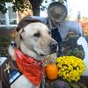 Small_thumb_ace82e2f5579fe9311d0_ginohalloween