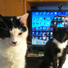 Small_thumb_ca0628fb24120505adbc_cats