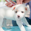 Small_thumb_d9ff365230d8ac210270_rabies_vaccine