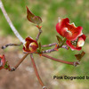 Small_thumb_e8232804a1c2374221aa_dogwood1