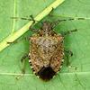 Small_thumb_e942e77ae8ac5810425b_0909l_stinkbug_30p