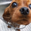 Small_thumb_fe4607c8a4de8308cdb4_101_0482